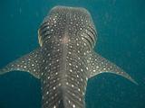 Djibouti - Whale Shark in Djibouti - 26